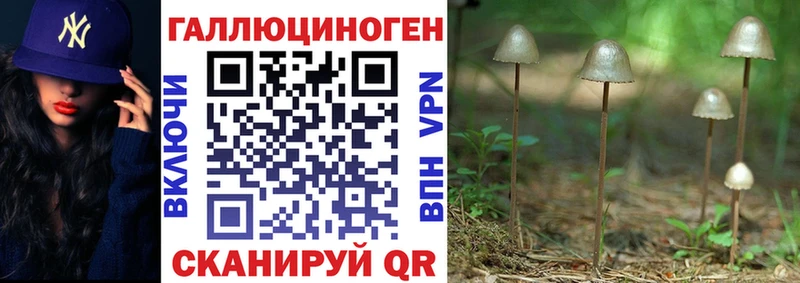 мега   Урень  Галлюциногенные грибы Psilocybine cubensis 